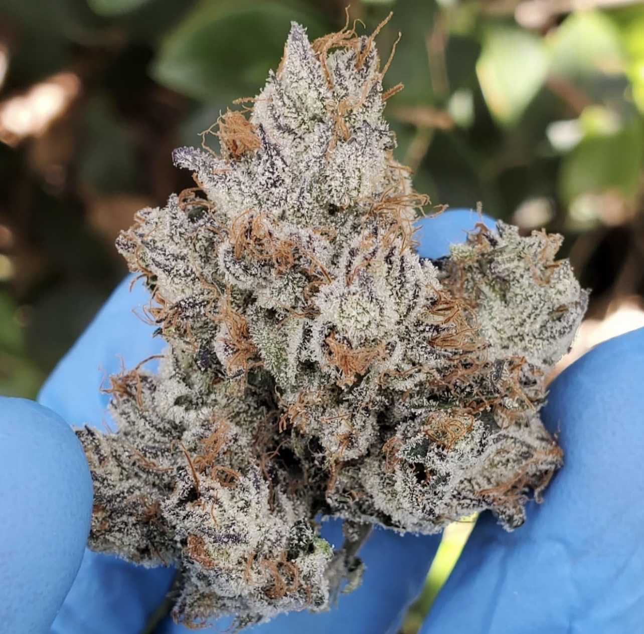 Strain Image